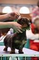 Crufts2011_2 1166